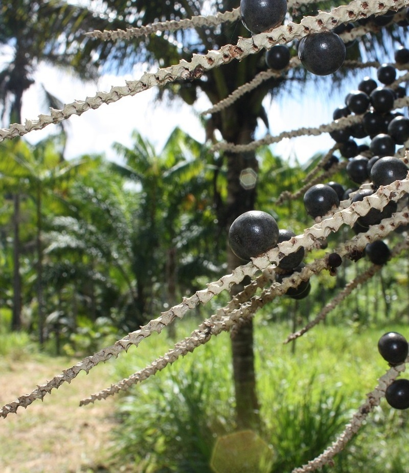 Acai: la superfruta que potencia tu bienestar