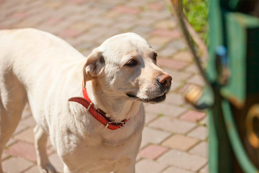 mascota, perro perdido, encuentra a tu mascota