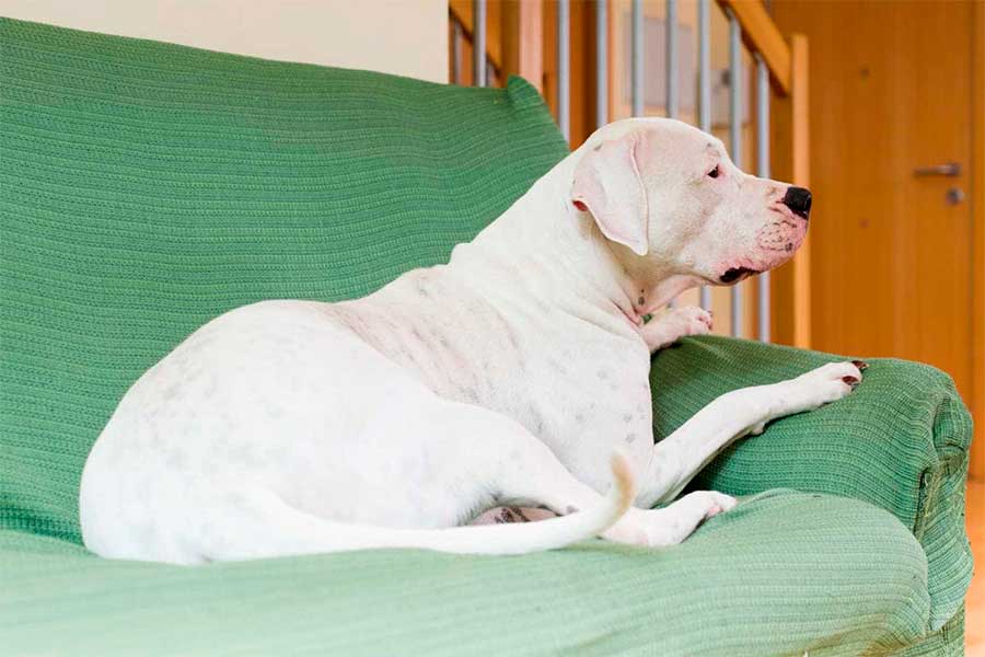 perro, mascota, dejar al perro en casa