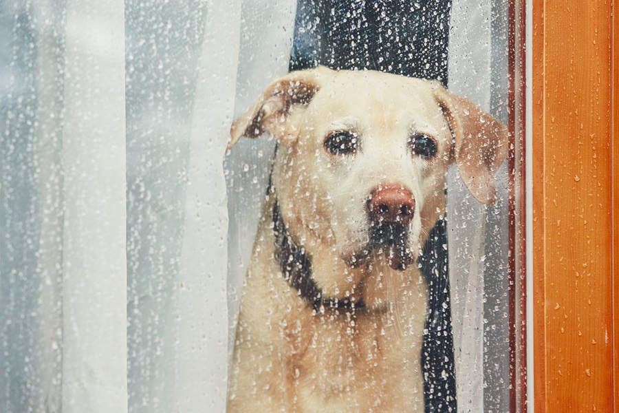 Cómo ejercitar a tu perro en días lluviosos