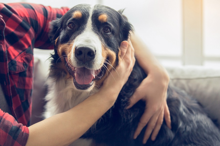 Mascotas ancianas, cómo brindarles una vejez sana y feliz