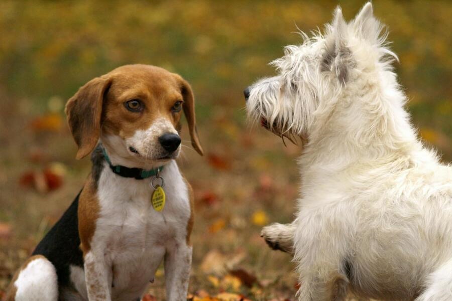 Consejos para integrar a un nuevo perro en casa