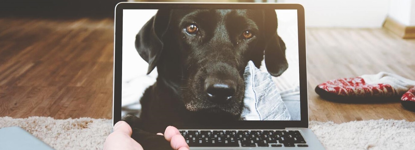 Tecnología para mascotas: dispositivos de seguridad y cuidado